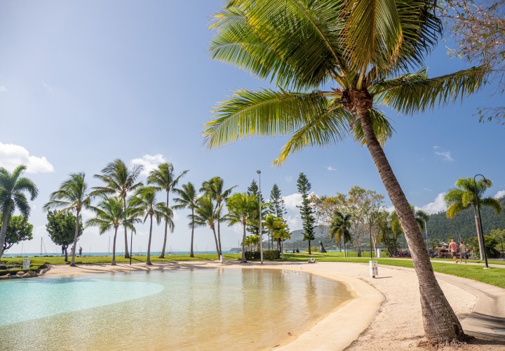 airlie beach lagoon tree teqld